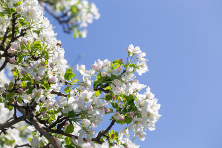 Spring apple blossom branch with pink buds against clear sky minimal nature background with fresh green leaves and soft pastel floral details.の写真素材