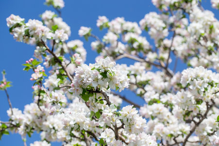 Spring apple blossom branch with pink buds against clear sky minimal nature background with fresh green leaves and soft pastel floral details.の写真素材