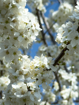 Blooming tree branches against clear blue sky. Spring, nature, freshness and calmnessの写真素材