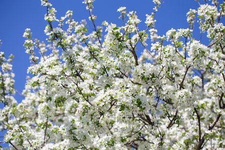 Spring apple blossom branch with pink buds against clear sky minimal nature background with fresh...