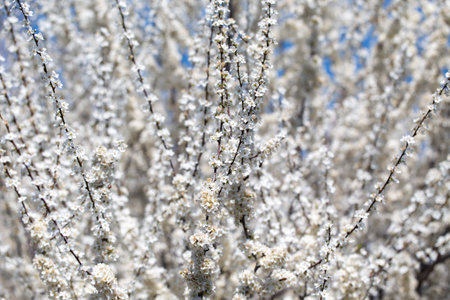 Blooming tree branches against clear blue sky. Spring, nature, freshness and calmnessの写真素材