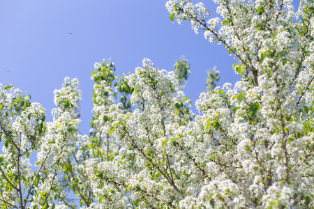 Spring cherry tree in blossom with delicate white petals and sunlight.の写真素材