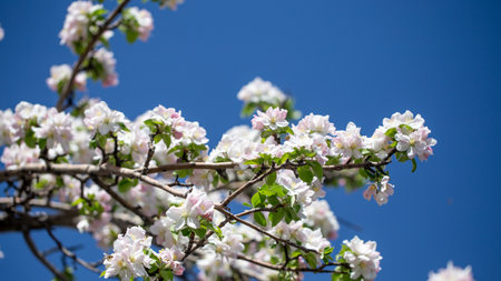 Spring apple blossom branch with pink buds against clear sky minimal nature background with fresh green leaves and soft pastel floral details.の写真素材