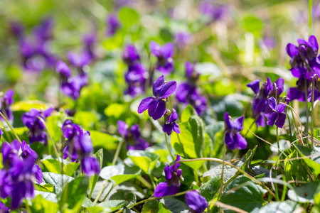 Spring flowers. Violet violets flowers bloom in the spring forest. Viola odorataの写真素材