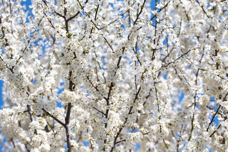 Blooming cherry or plum branches in springtime. White fragrant flowers against dark twigs evoke a sense of tenderness, freshness, and natural beautyの写真素材