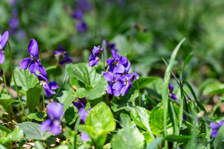 Spring flowers. Violet violets flowers bloom in the spring forest. Viola odorataの写真素材