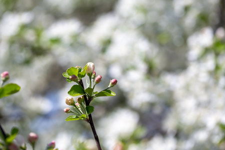 Spring apple blossom branch with pink buds against clear sky minimal nature background with fresh green leaves and soft pastel floral details.の写真素材