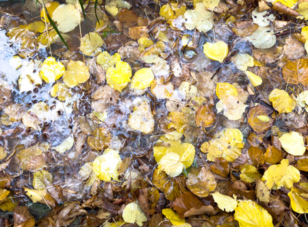 Autumn yellow and brown leaves floating in water. Reflections create a natural seasonal patternの写真素材