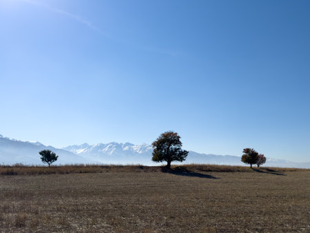 Three solitary trees in a dry field with snowy mountains and sun in the sky, Kyrgyzstanの写真素材