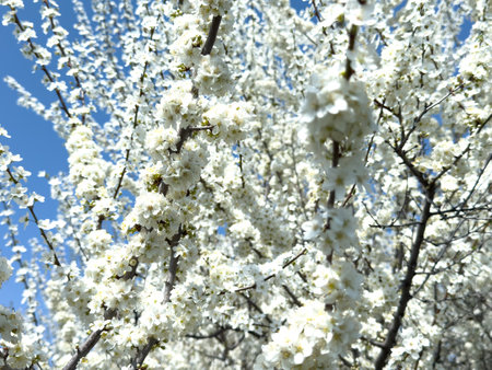 Blooming tree branches against clear blue sky. Spring, nature, freshness and calmnessの写真素材