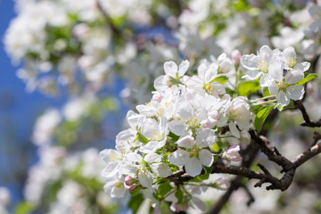 Spring apple blossom branch with pink buds against clear sky minimal nature background with fresh green leaves and soft pastel floral details.の写真素材