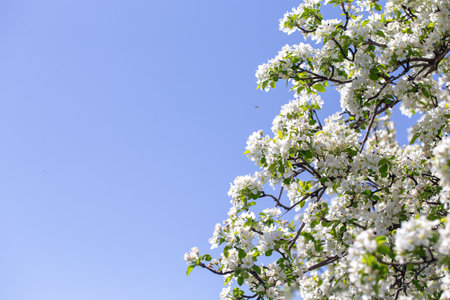 Spring apple blossom branch with pink buds against clear sky minimal nature background with fresh green leaves and soft pastel floral details.の写真素材