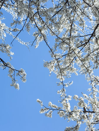 Blooming tree branches against clear blue sky. Spring, nature, freshness and calmness