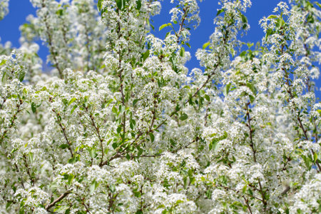 Spring cherry tree in blossom with delicate white petals and sunlight.