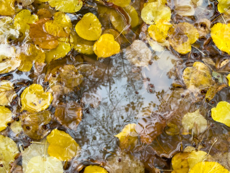Autumn yellow and brown leaves floating in water. Reflections create a natural seasonal patternの写真素材