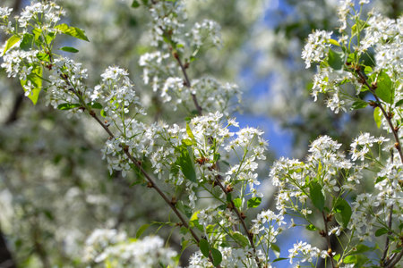 Spring cherry tree in blossom with delicate white petals and sunlight.
