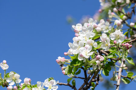 Spring apple blossom branch with pink buds against clear sky minimal nature background with fresh...