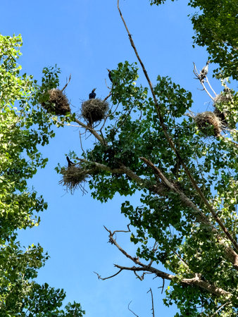 Bird colony nesting on tall treetops against a clear blue sky. Spring wildlife sceneの写真素材