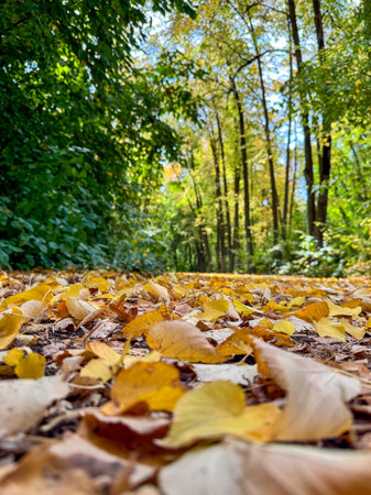 Yellow and brown autumn leaves on a forest path. Ground-level view. Sunny day in a green autumn...