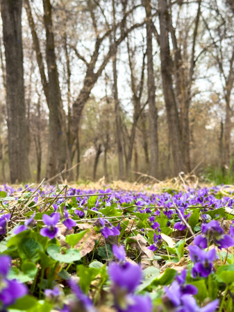 Spring flowers. Violet violets flowers bloom in the spring forest. Viola odorataの写真素材