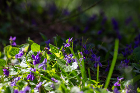 Spring flowers. Violet violets flowers bloom in the spring forest. Viola odorataの写真素材