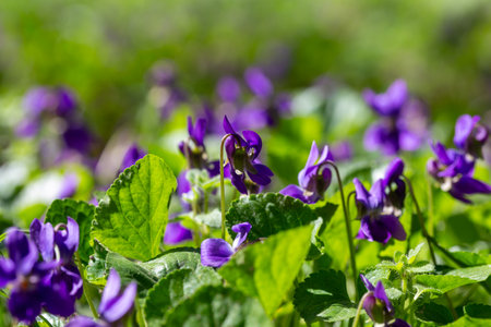 Spring flowers. Violet violets flowers bloom in the spring forest. Viola odorata