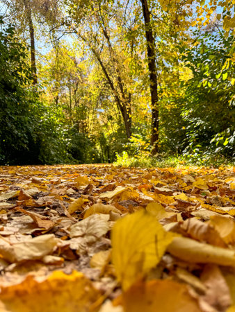 Yellow and brown autumn leaves on a forest path. Ground-level view. Sunny day in a green autumn...