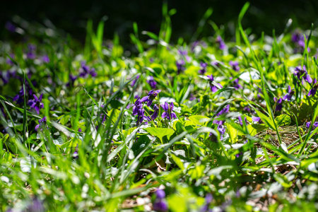 Spring flowers. Violet violets flowers bloom in the spring forest. Viola odorataの写真素材