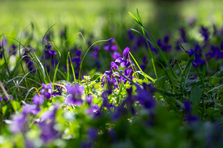 Spring flowers. Violet violets flowers bloom in the spring forest. Viola odorataの写真素材