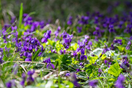 Spring flowers. Violet violets flowers bloom in the spring forest. Viola odorata