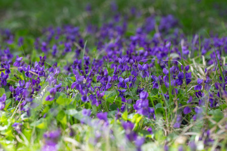 Spring flowers. Violet violets flowers bloom in the spring forest. Viola odorata