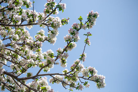 Spring apple blossom branch with pink buds against clear sky minimal nature background with fresh...