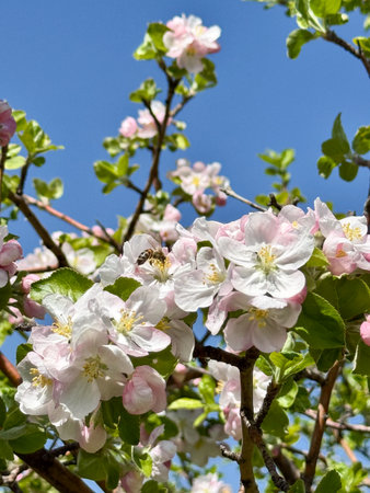 Spring apple blossom branch with pink buds against clear sky minimal nature background with fresh...