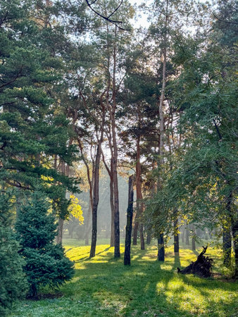 Morning sunlight streaming through tall pine trees in a peaceful green forest.
