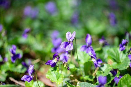 Spring flowers. Violet violets flowers bloom in the spring forest. Viola odorataの写真素材
