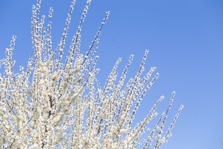 Blooming tree branches against clear blue sky. Spring, nature, freshness and calmness