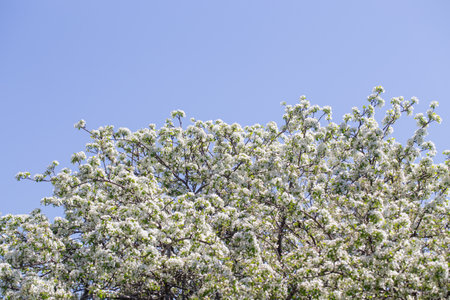 Spring apple blossom branch with pink buds against clear sky minimal nature background with fresh...