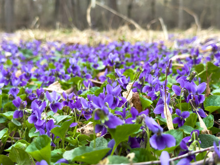 Spring flowers. Violet violets flowers bloom in the spring forest. Viola odorata