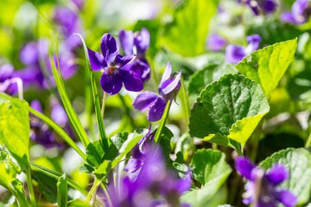 Spring flowers. Violet violets flowers bloom in the spring forest. Viola odorata