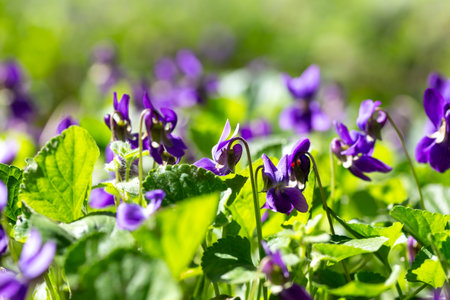 Spring flowers. Violet violets flowers bloom in the spring forest. Viola odorata