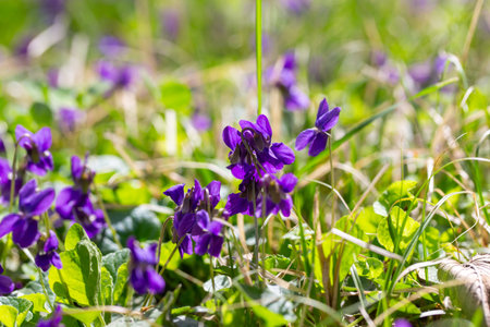 Spring flowers. Violet violets flowers bloom in the spring forest. Viola odorata