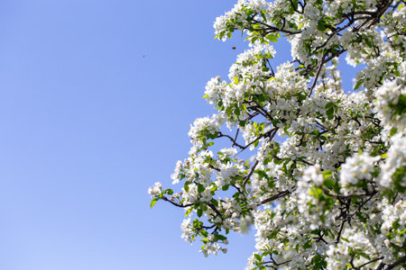 Spring apple blossom branch with pink buds against clear sky minimal nature background with fresh green leaves and soft pastel floral details.の写真素材