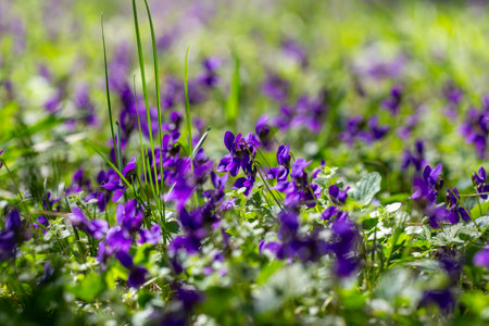 Spring flowers. Violet violets flowers bloom in the spring forest. Viola odorataの写真素材
