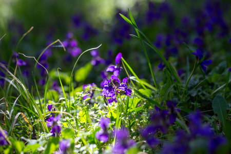 Spring flowers. Violet violets flowers bloom in the spring forest. Viola odorataの写真素材