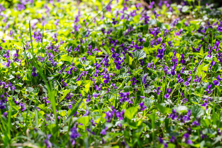Spring flowers. Violet violets flowers bloom in the spring forest. Viola odorata