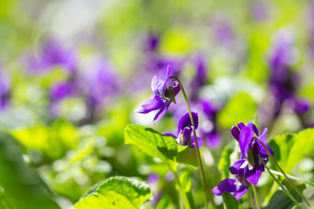 Spring flowers. Violet violets flowers bloom in the spring forest. Viola odorataの写真素材