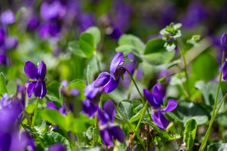 Spring flowers. Violet violets flowers bloom in the spring forest. Viola odorataの写真素材