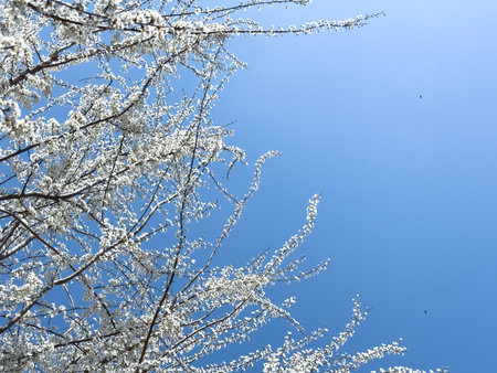 Blooming tree branches against clear blue sky. Spring, nature, freshness and calmness