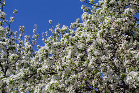 Spring apple blossom branch with pink buds against clear sky minimal nature background with fresh...