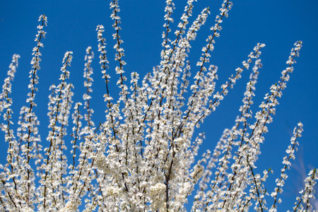 Blooming tree branches against clear blue sky. Spring, nature, freshness and calmness